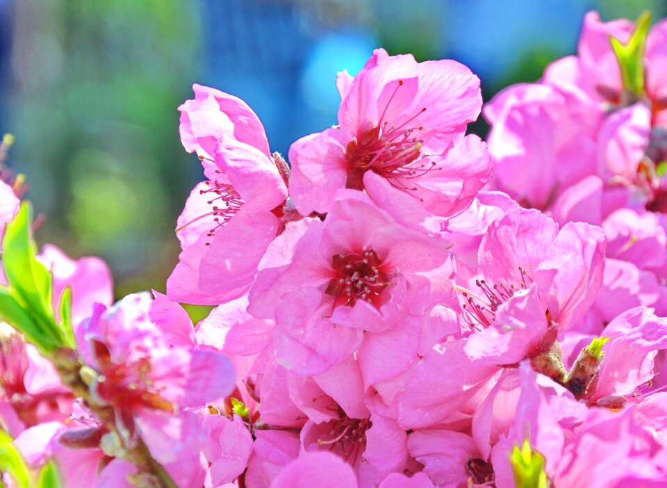 Flowering tree fruity garden