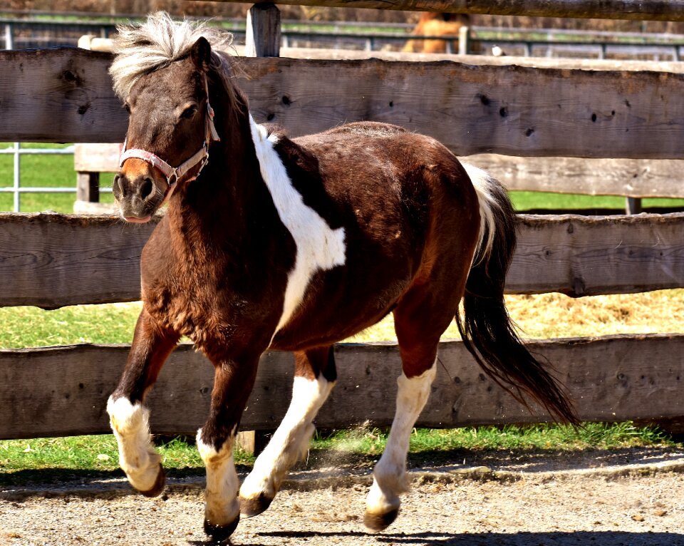 Small horse animal good aiderbichl