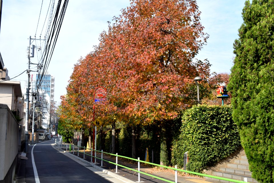 Entrance of Robot Park with red leaves