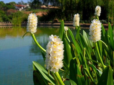 Garden pond lake