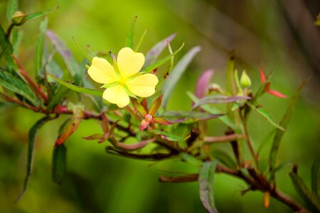 Australia flower yellow