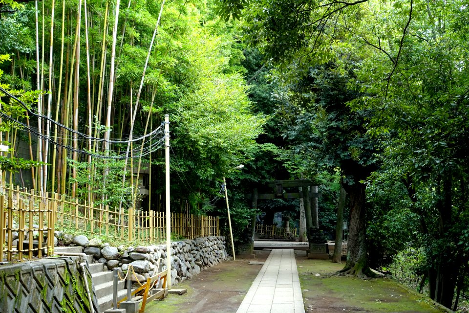 Entry - Shibuya Hikawa-jinja - Shibuya, Tokyo, Japan - DSC05491