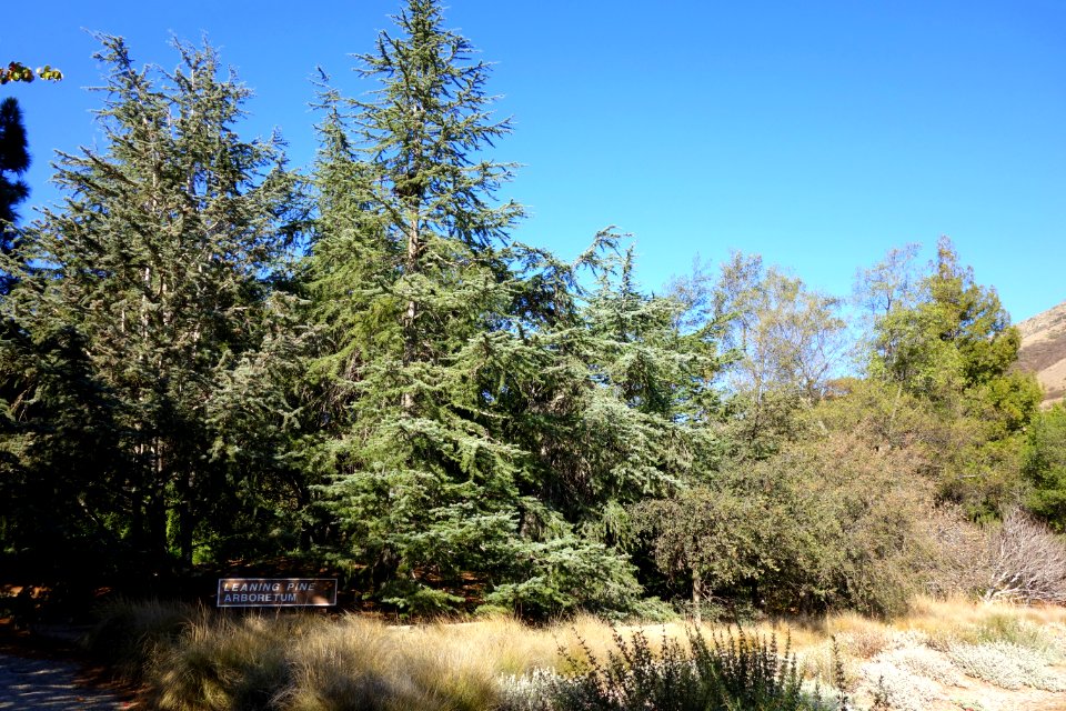 Entry - Leaning Pine Arboretum - DSC05849