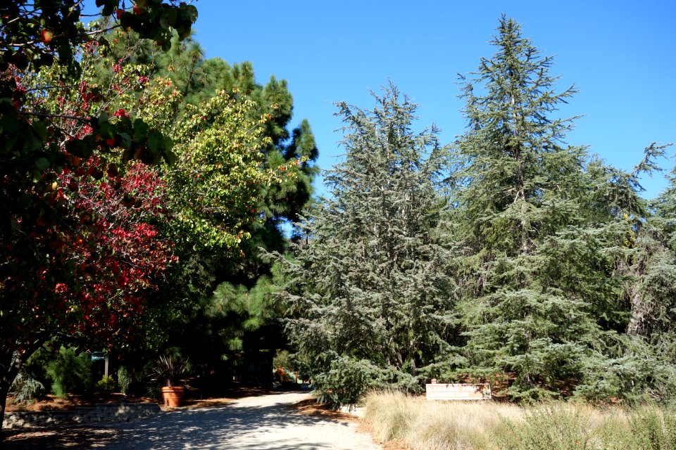Entry - Leaning Pine Arboretum - DSC05392