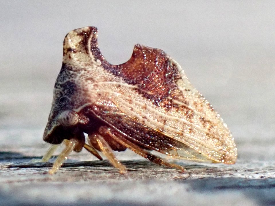 Entylia carinata 84547626