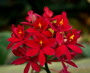 Epidendrum Ballerina Fire Ball 2