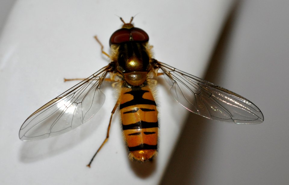 Episyrphus-balteatus-02-fws