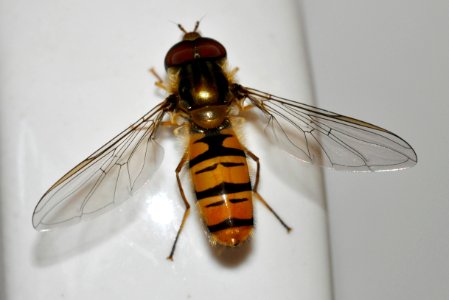 Episyrphus-balteatus-01-fws
