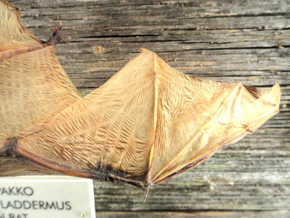 Eptesicus nilssonii (wing) - Finnish Museum of Natural History - DSC04581