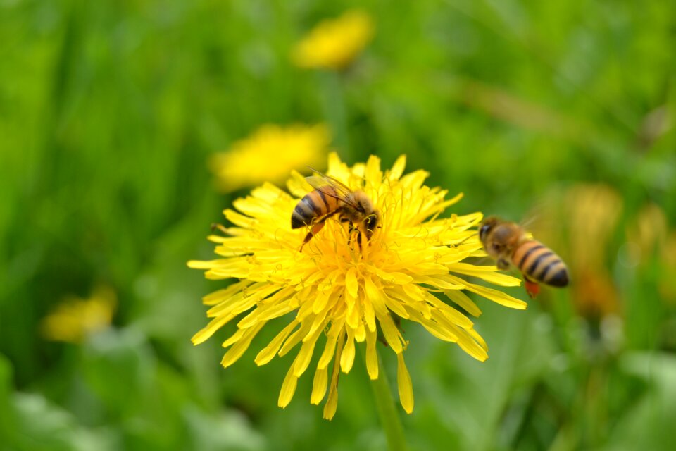 Yellow pollination pollen
