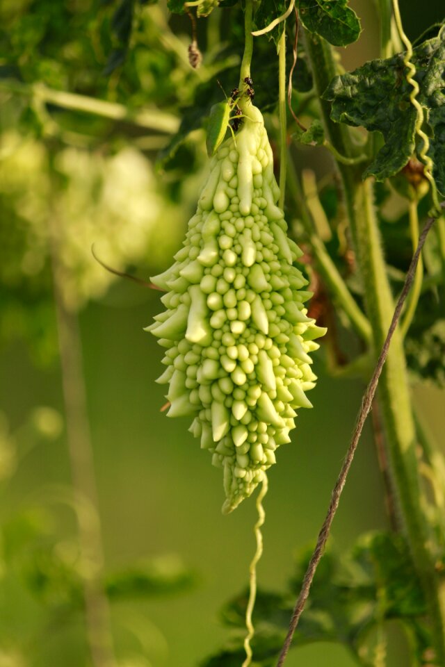 Plant bitter green