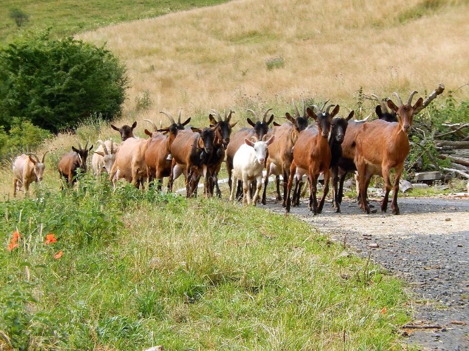 Field nature auvergne