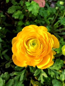 Garden yellow flower photo