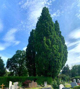 Eppelheim, Friedhof, Pyramindeneichen (1)