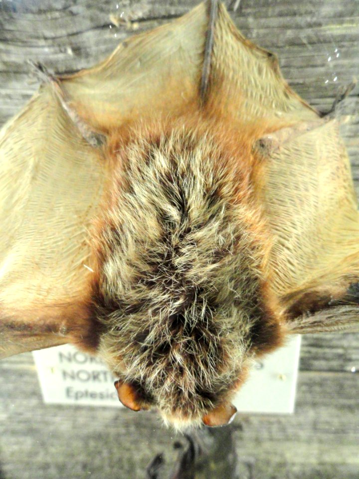 Eptesicus nilssonii - Finnish Museum of Natural History - DSC04580