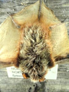Eptesicus nilssonii - Finnish Museum of Natural History - DSC04580