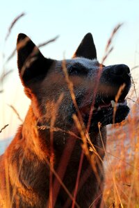Australian cattle dog breed purebred