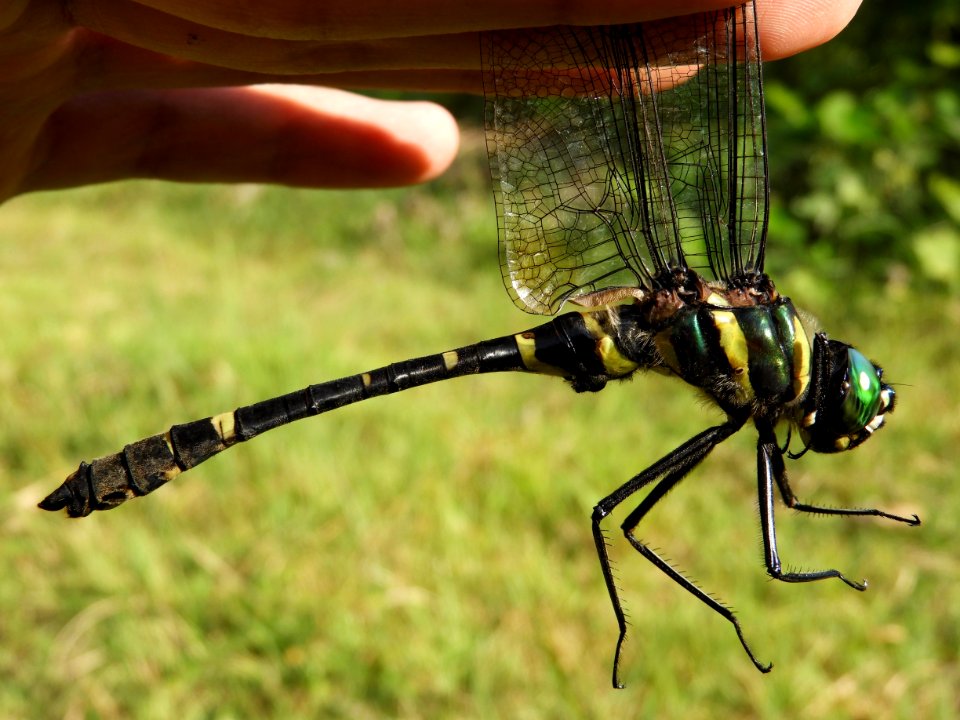 Epophthalmia elegans elegans(Male,Japan,2017.08.30,b)