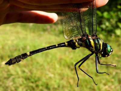 Epophthalmia elegans elegans(Male,Japan,2017.08.30,b)