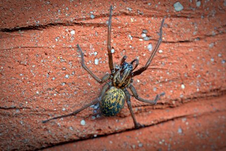 Insect arachne close up