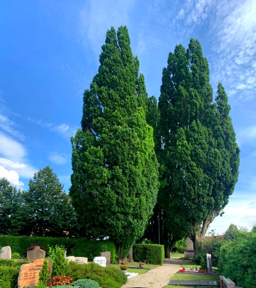 Eppelheim, Friedhof, Pyramindeneichen