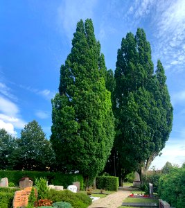 Eppelheim, Friedhof, Pyramindeneichen