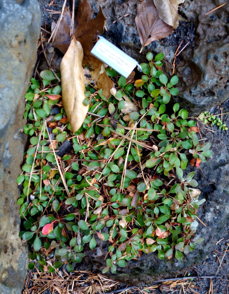 Eriogonum umbellatum 'Bear Tooth Pass' - Dunsmuir Botanical Gardens - DSC02920