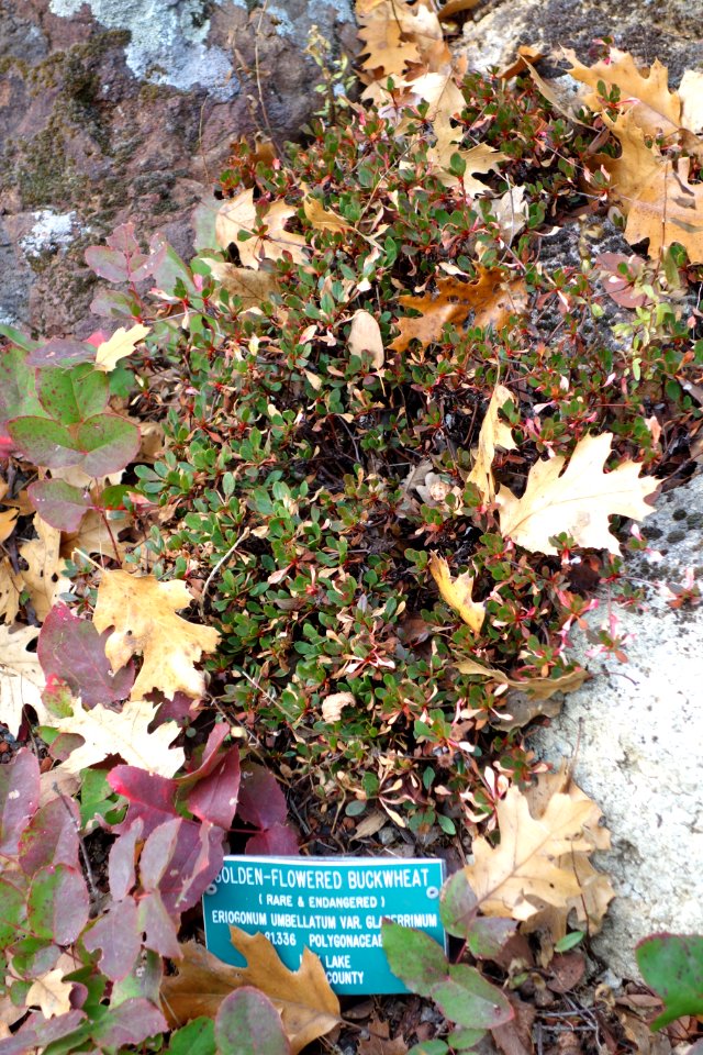 Eriogonum umbellatum var. glaberrimum - Regional Parks Botanic Garden, Berkeley, CA - DSC04295