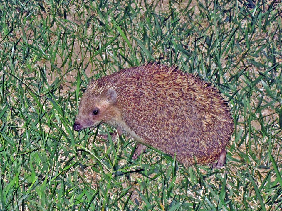 Erinaceus roumanicus (Northern white-breasted hedgehog),Skala Kalloni, Lesbos, Greece