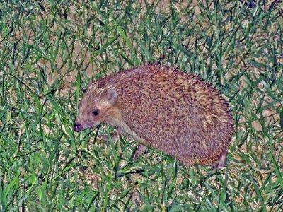Erinaceus roumanicus (Northern white-breasted hedgehog),Skala Kalloni, Lesbos, Greece
