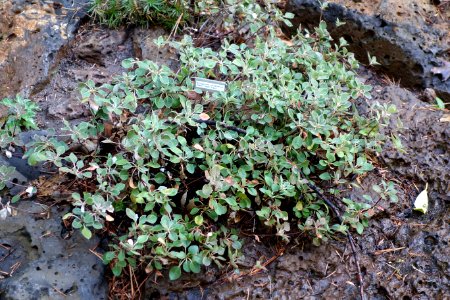 Eriogonum umbellatum 'Bear Tooth Pass' - Dunsmuir Botanical Gardens - DSC02921