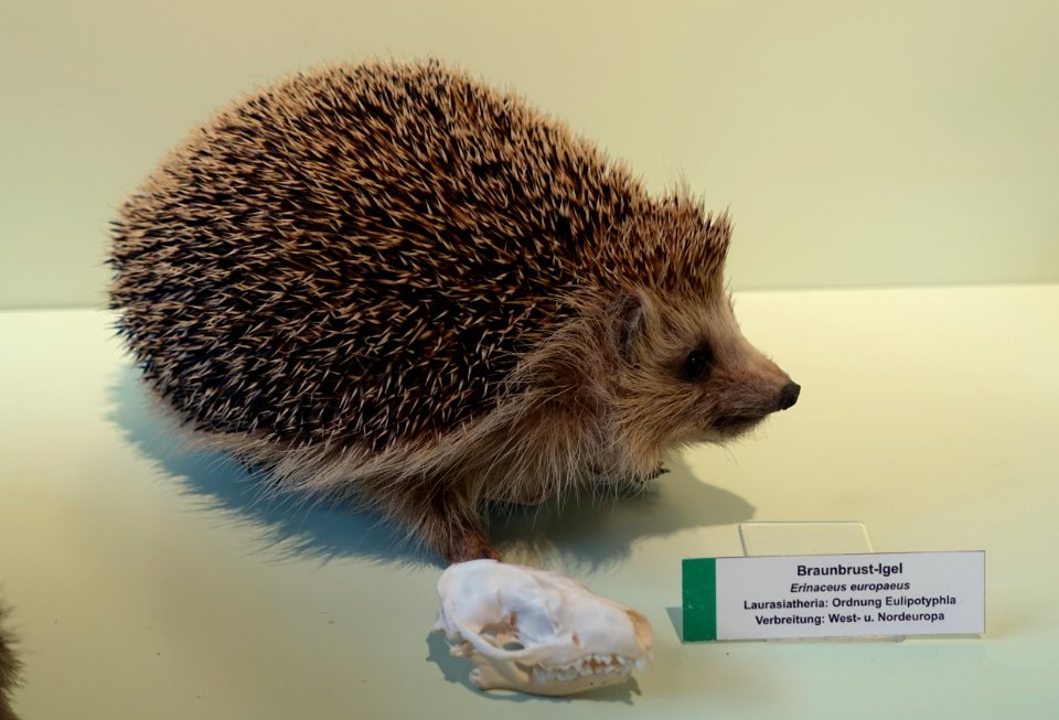 Erinaceus europaeus - Naturhistorisches Museum Nürnberg - Nuremberg, Gemany - DSC04224