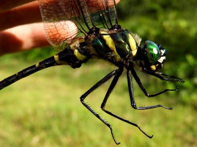 Epophthalmia elegans elegans(Male,Japan,2017.08.30,c)