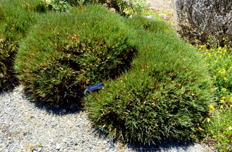 Erinacea anthyllis - UBC Botanical Garden - Vancouver, Canada - DSC08373