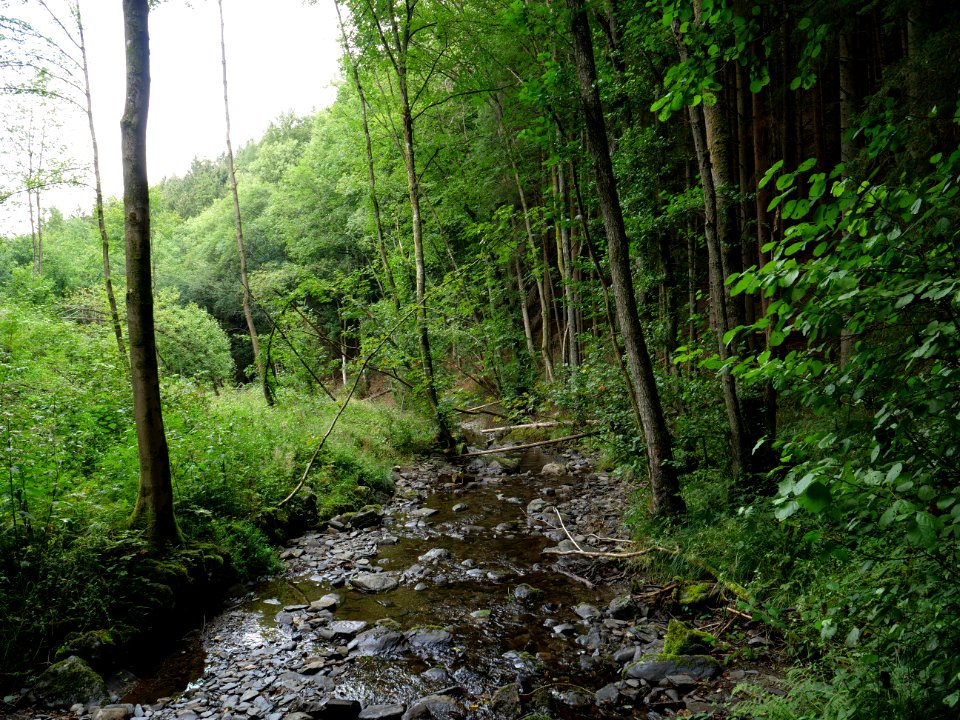 Erkensruhr near Hirschrott 09