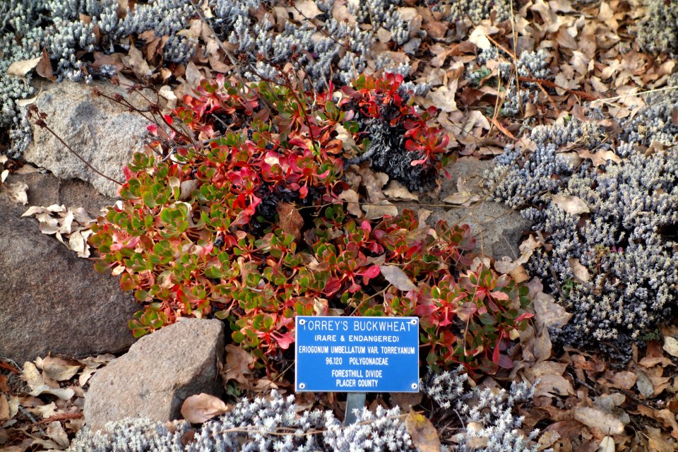 Eriogonum umbellatum var. torreyanum - Regional Parks Botanic Garden, Berkeley, CA - DSC04467