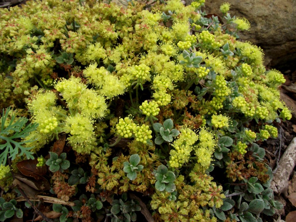 Eriogonum umbellatum lake tahoe 1