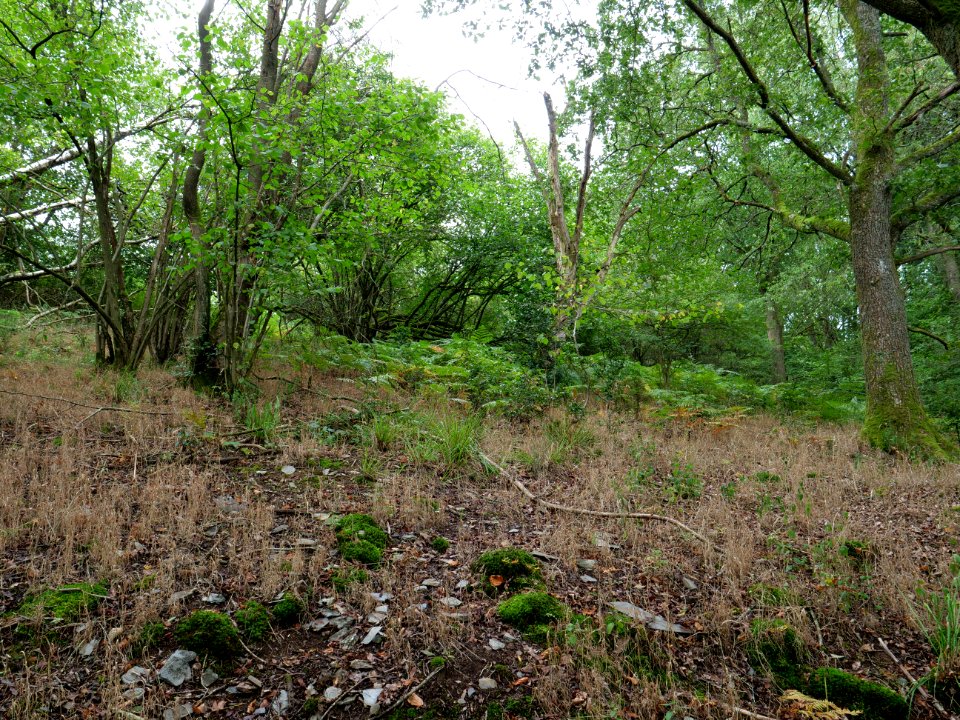 Erkensruhr valley near Leykaul 08