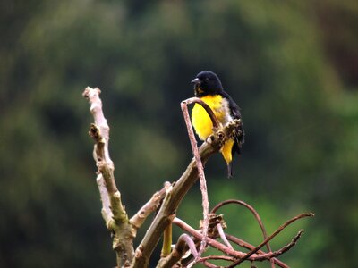 Armenia quindio colombia