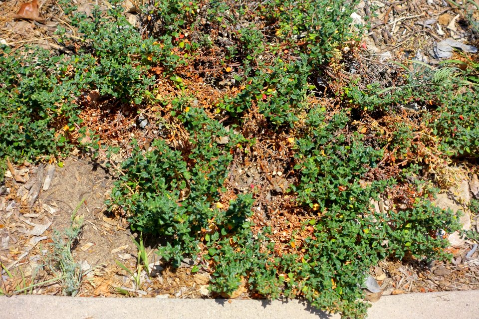 Eriogonum parvifolium - Manhattan Beach Botanical Garden - Manhattan Beach, CA - DSC01268