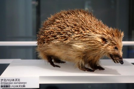 Erinaceus europaeus - National Museum of Nature and Science, Tokyo - DSC07522