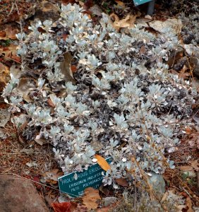 Eriogonum strictum var. proliferum (Eriogonum proliferum) - Regional Parks Botanic Garden, Berkeley, CA - DSC04256