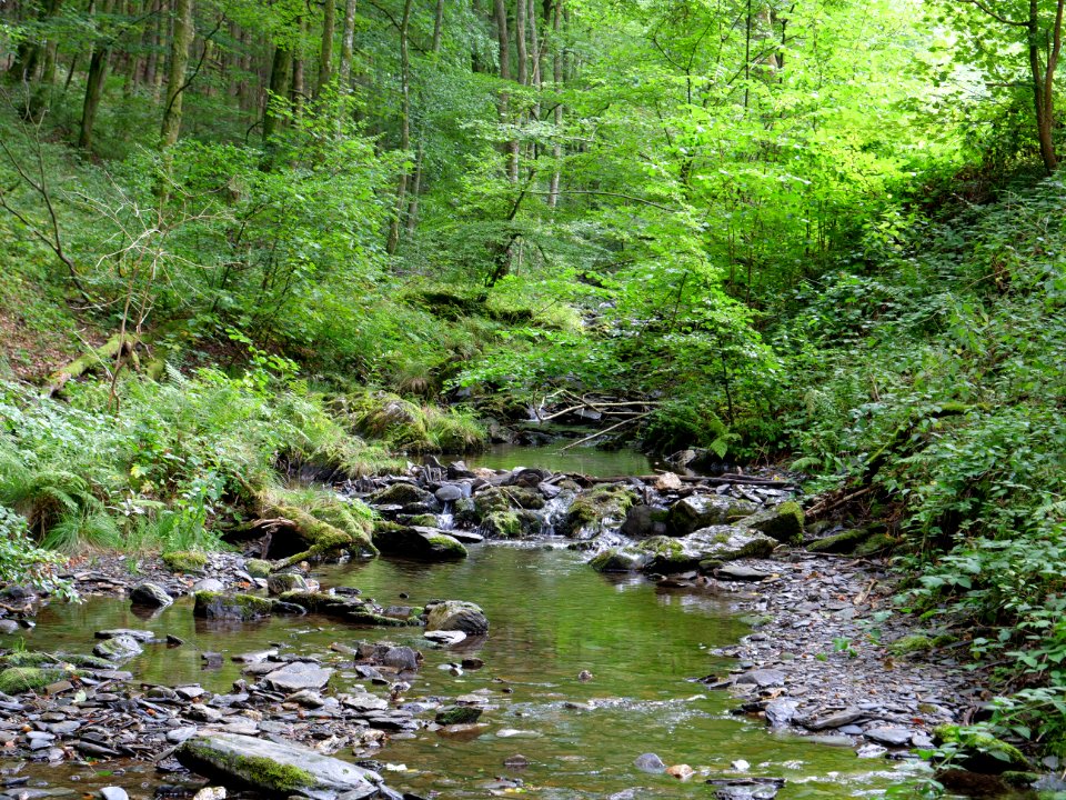 Erkensruhr near Hirschrott 04