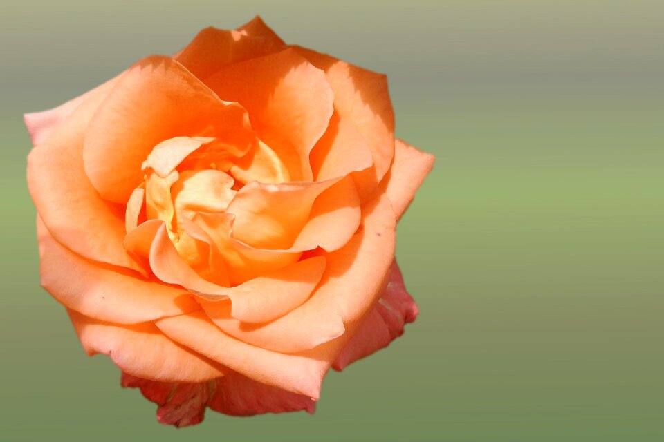 Rose blooms blossom bloom