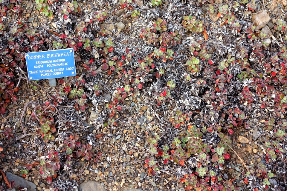 Eriogonum ursinum - Regional Parks Botanic Garden, Berkeley, CA - DSC04482