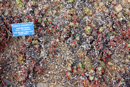 Eriogonum ursinum - Regional Parks Botanic Garden, Berkeley, CA - DSC04482