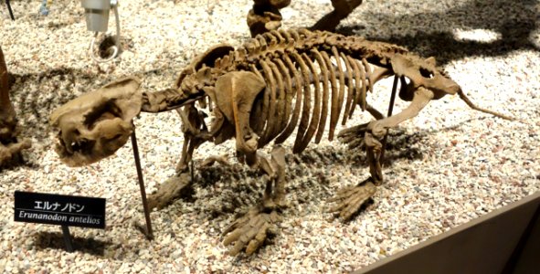Ernanodon antelios - National Museum of Nature and Science, Tokyo - DSC07779