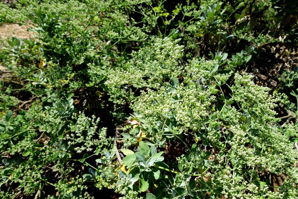 Eriogonum giganteum - Manhattan Beach Botanical Garden - Manhattan Beach, CA - DSC01197