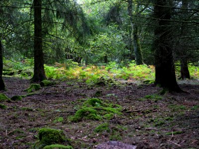 Erkensruhr valley to Gierberg 08