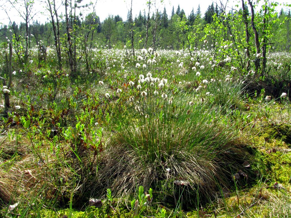 Eriophorum vaginatum Kemi, Finland 03.06.2013